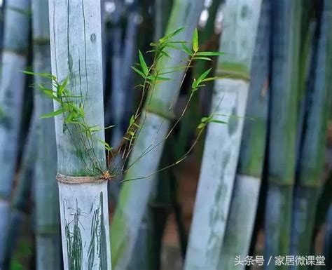 觀賞竹種植|淺談庭院如何種植觀賞性竹子，及竹子的品類介紹（多。